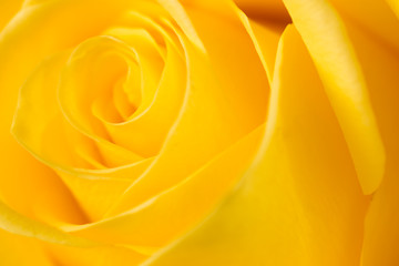 yellow rose petals as a background. macro