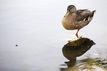 Anatra in acqua