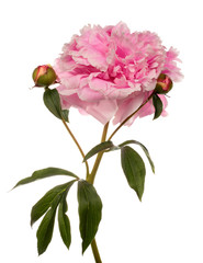 Pink peony with two buttons
