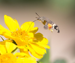 Sphingidae, known as bee Hawk-moth, enjoying the nectar of a yellow flower. Hummingbird moth. Calibri moth.
