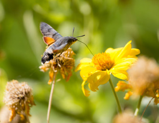Sphingidae, known as bee Hawk-moth, enjoying the nectar of a yellow flower. Hummingbird moth. Calibri moth.