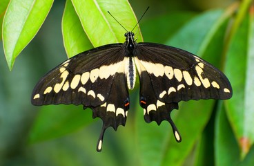 Fototapeta premium Butterfly Papillio cresphontes in botanical garden, Prague, Czech republic
