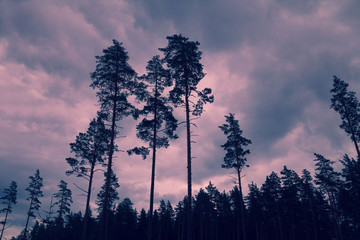 Dramatic sunset. Tall pine trees at sunset cloudy sky