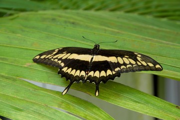 Butterfly Papillio cresphontes in botanical garden, Prague, Czech republic
