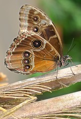 Naklejka premium Butterfly beauty Caligo memnon in botanical garden, Prague, Czech republic