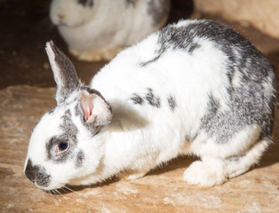 Obraz premium rabbit on the farm