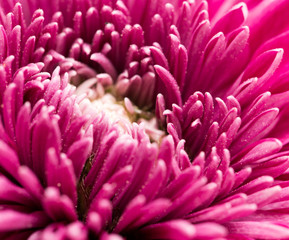 red flower chrysanthemum as background. close