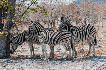 Fototapeta na wymiar Common zebras (Equus quagga) Etosha National Park, Namibia