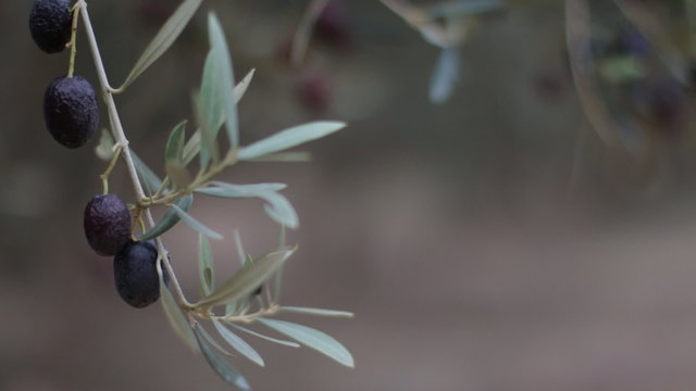Olive Branch With Black Olives. Olive Tree