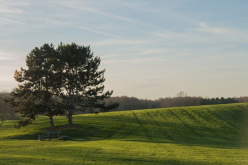Two trees on a meadow