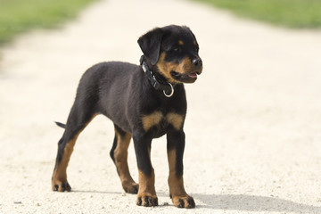 puppy rottweiler