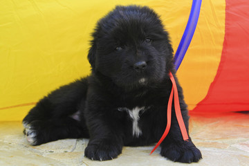 puppy newfoundland dog