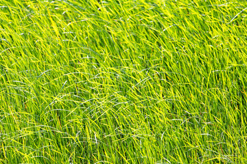 green reeds in nature