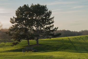 Two trees on a meadow