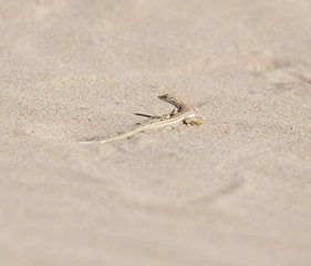 Lizard in desert of Central Asia, Kazakhstan