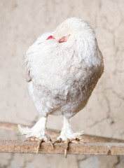 portrait of white chicken farm