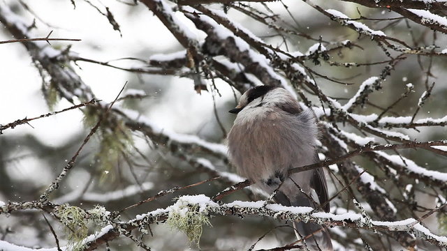 Gray Jay, Perisoreus canadensis, as snow falls in Algonquin in Ontario