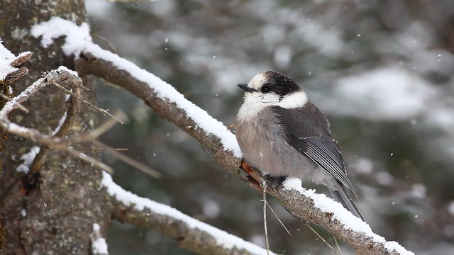 Gray Jay, Perisoreus canadensis, in falling snow in Algonquin in Ontario