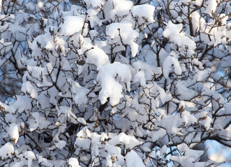 snow on the branches of a tree