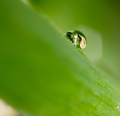 Water drops on the fresh green shoot. Super Macro