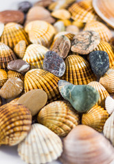 seashells and stones isolated on white background
