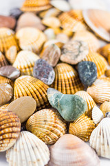 seashells and stones isolated on white background
