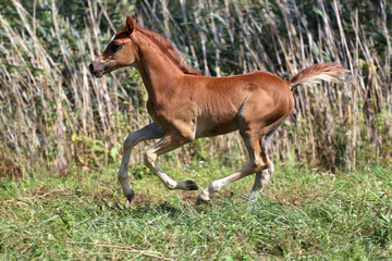 Few weeks old chestnut arabian foal on summer meadow