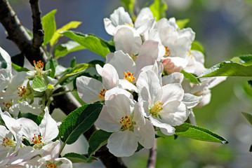 Flowering apple