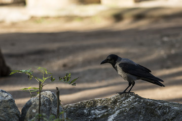 Cornacchia solitaria