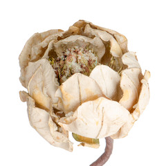 Christmas decoration