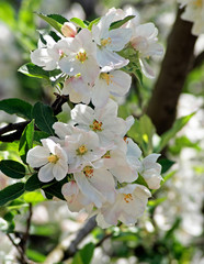 Flowering apple