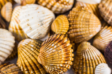 seashells collection isolated, Seashell background