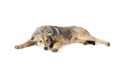 sad puppy isolated over a white