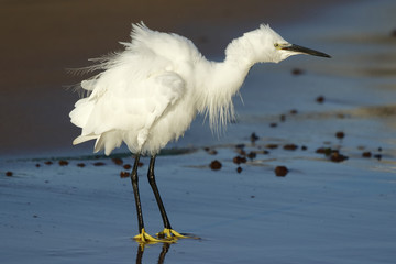 Egret, ( Egretta garzetta) , walking along the beach