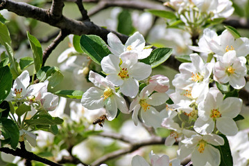 Blossoming apple. Bee pollinates flower