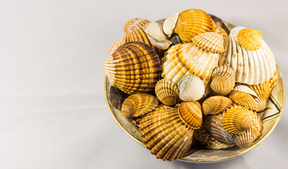 seashells collection isolated, Seashell background