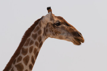 Giraffe – Portrait