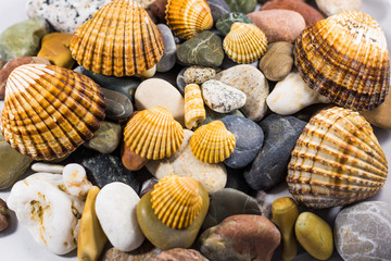 seashells and stones isolated on white background