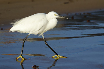 Egret, ( Egretta garzetta) , walking along the beach