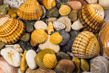 seashells and stones isolated on white background