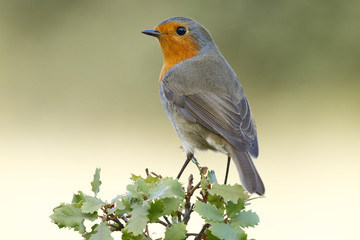 Robin, (Erithacus rubecula) in the branch after the bath