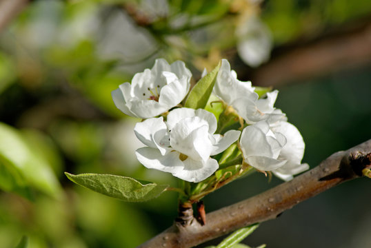 Blossoming Pear