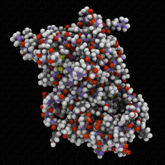 Human growth hormone (hGH, Somatotropin) molecule. 