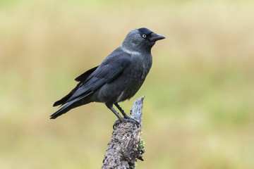 Western Jackdaw,( Corvus monedula ) , perched on a tree branch