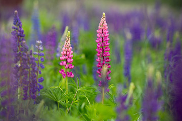 Pink and violet Lupines