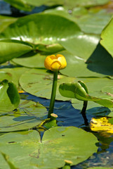 Nuphar lutea. Yellow water-lily
