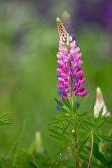 Pink lupine.