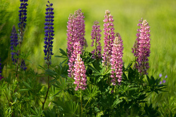 Pink lupine. Soft focus. Creative lens