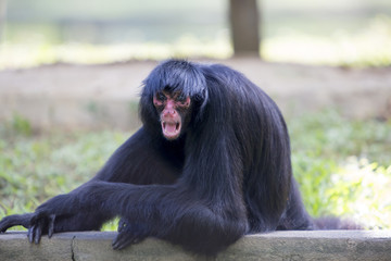 Monkey sitting in outdoors park with agressive expression, Brazi