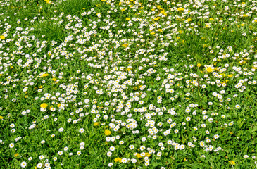 Fr&uuml;hbl&uuml;her